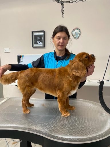 Cavalier King Charles Spaniel