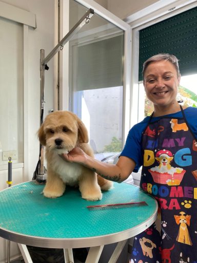 Lhasa Apso