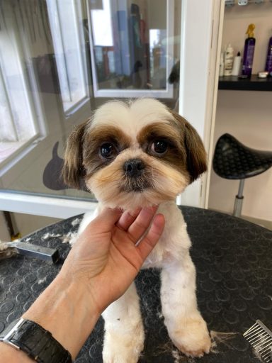 Shih Tzu