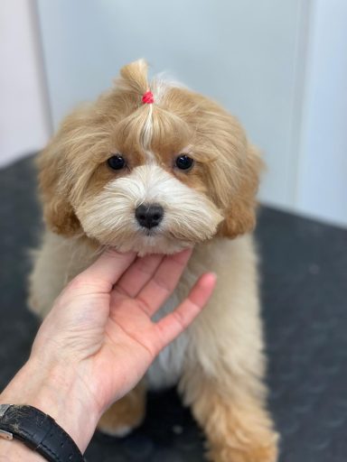 Maltipoo