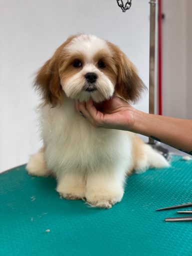 Lhasa Apso