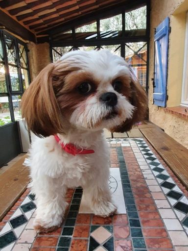 Shih Tzu