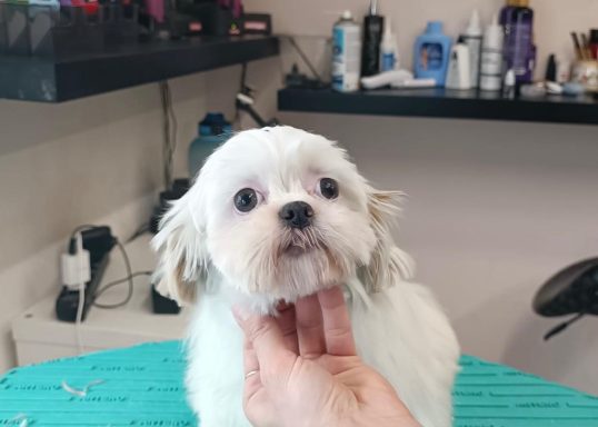 Shih Tzu