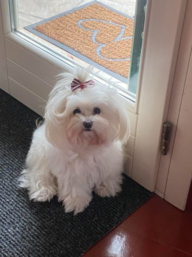 Maltese