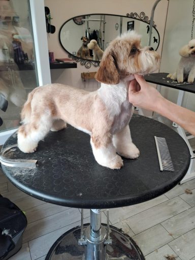 Lhasa Apso