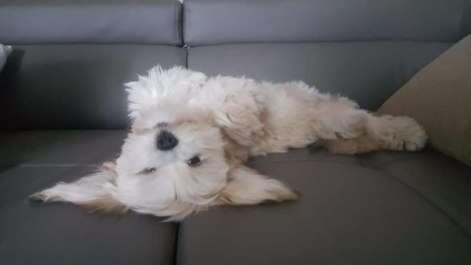 Lhasa Apso
