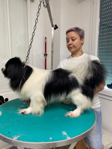 Tibet Spaniel