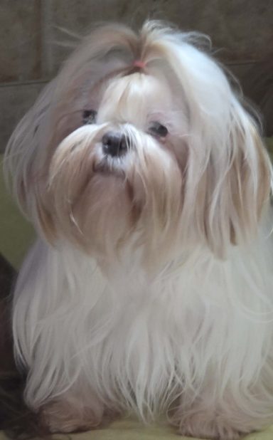 White Shih Tzu