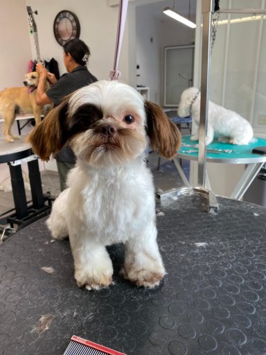 Shih Tzu