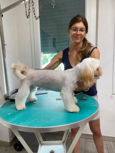 Shih Tzu
