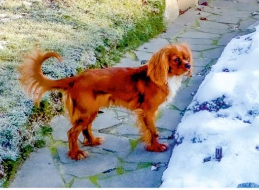 Cavalier King Charles Spaniel