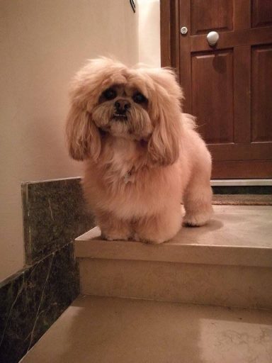 Lhasa Apso