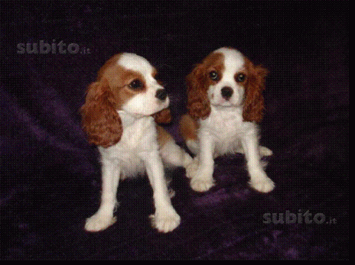 Cavalier King Charles Spaniel
