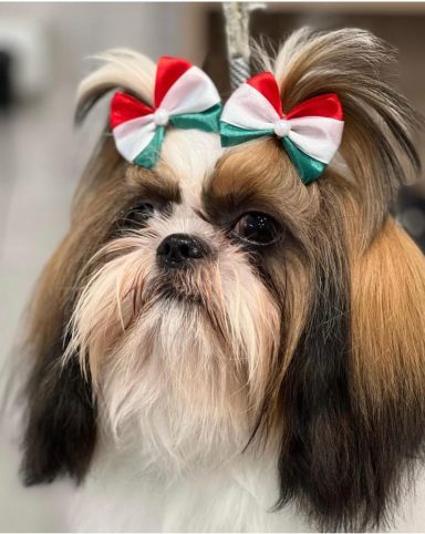Shih Tzu