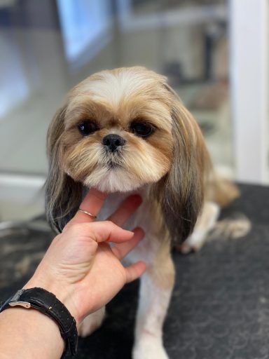 Shih Tzu