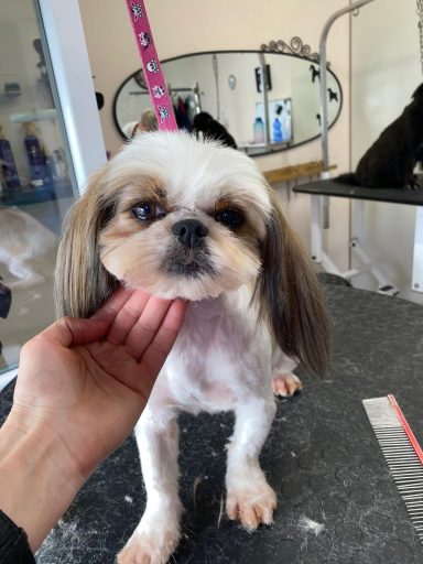 Shih Tzu
