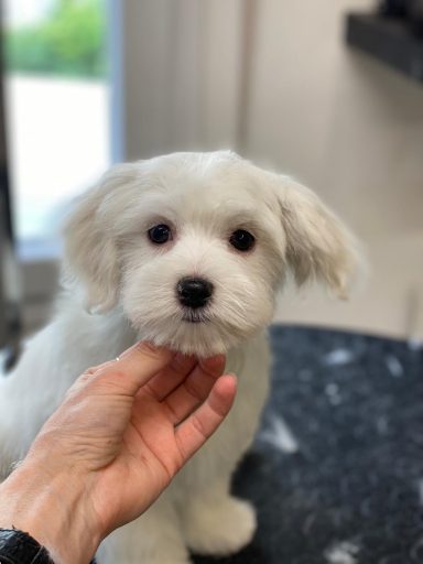 Maltese