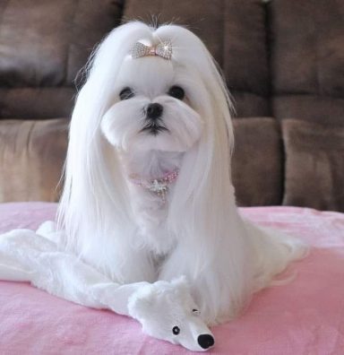 Shih Tzu