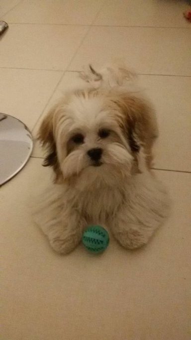 Lhasa Apso