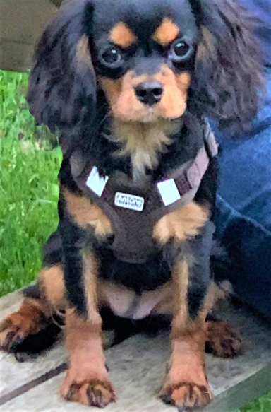 Cavalier King Charles Spaniel