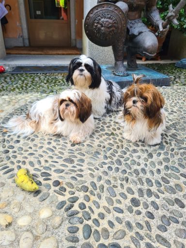 Shih Tzu
