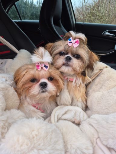 Shih Tzu