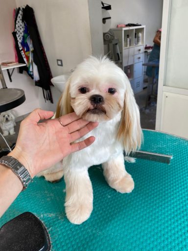 Shih Tzu