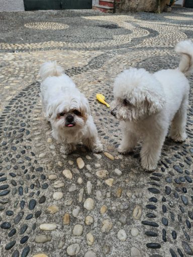 Shih Tzu e Barboncino