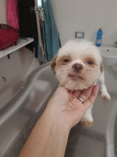 Shih Tzu
