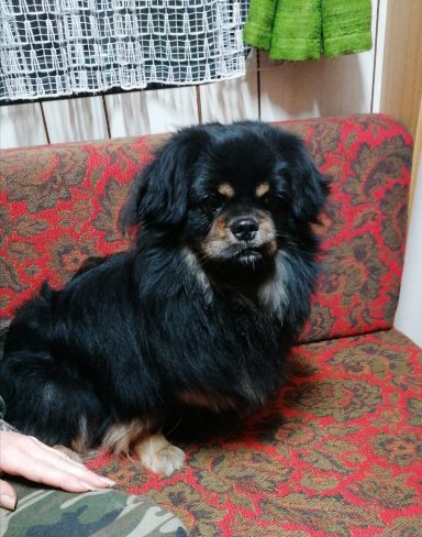 Tibetan Spaniel