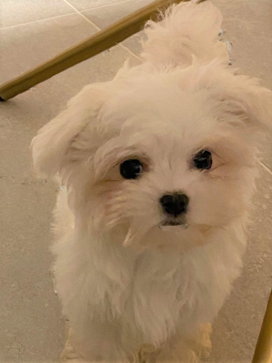 Maltese