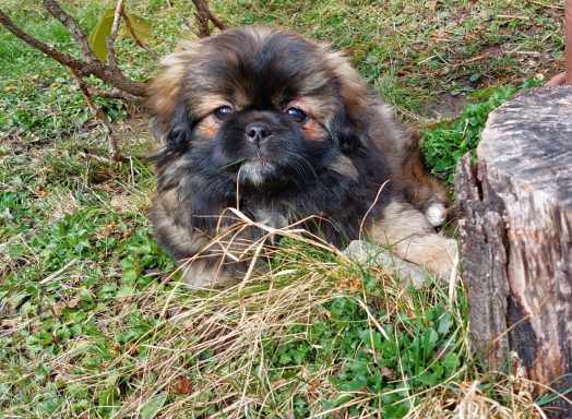 Tibet Spaniel