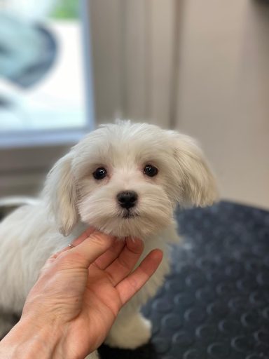 Maltese