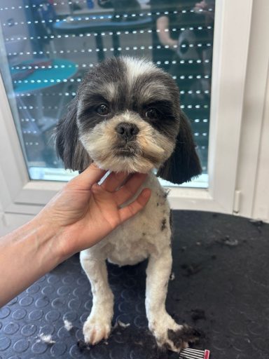 Shih Tzu