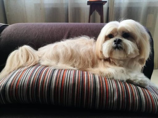 Lhasa Apso