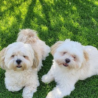 Lhasa Apso