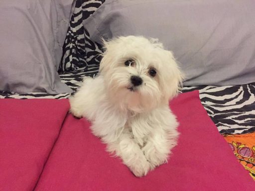 Maltese