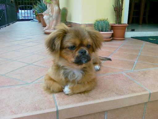 Tibetan Spaniel