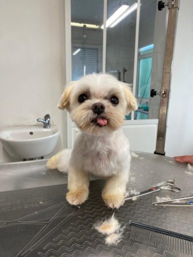 Shih Tzu
