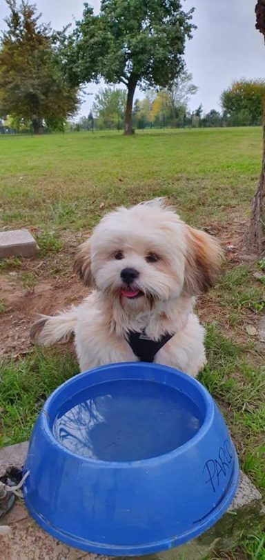 Lhasa Apso
