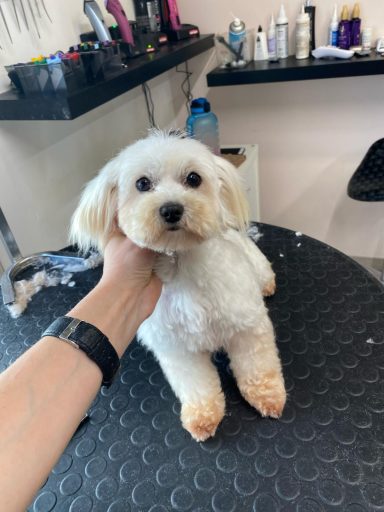 Maltese