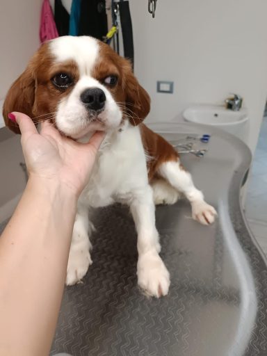 Cavalier King Charles Spaniel