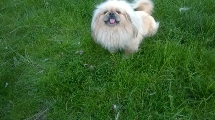 Pechinese
