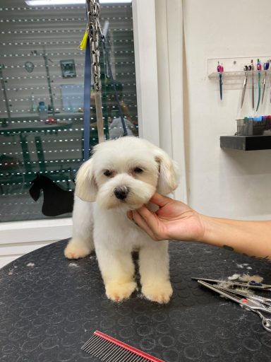Maltese