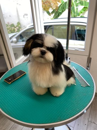 Lhasa Apso