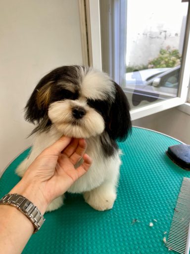 Lhasa Apso