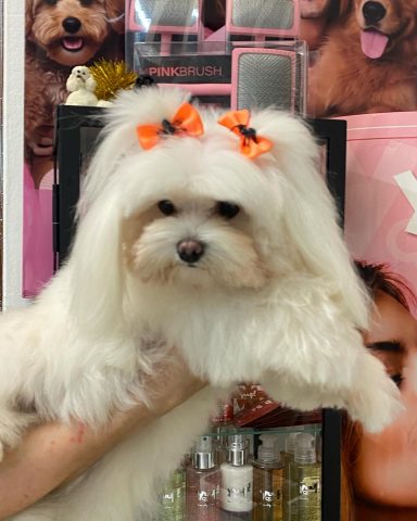Maltese