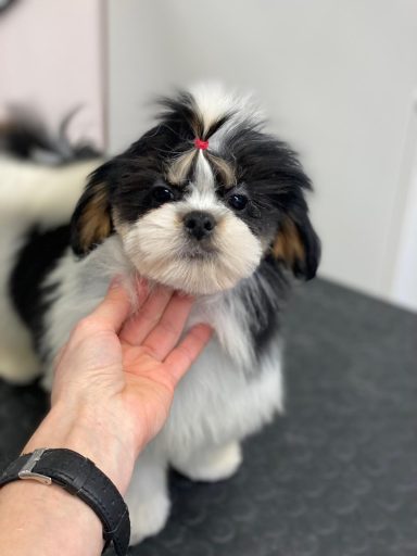 Lhasa Apso