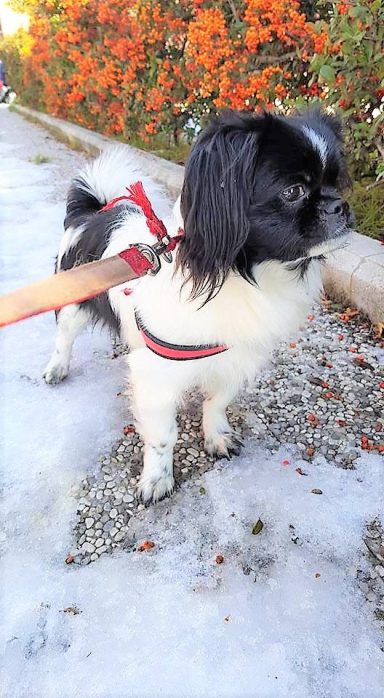 Tibetan Spaniel