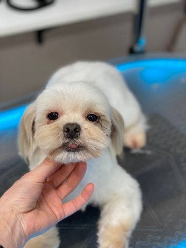 Shih Tzu